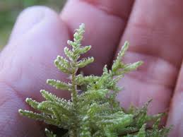 Attēlu rezultāti vaicājumam “Hypnum jutlandicum”