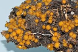 Attēlu rezultāti vaicājumam “Cheilymenia stercorea”