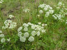 Attēlu rezultāti vaicājumam “Angelica palustris flower”