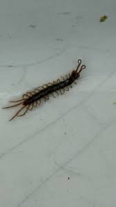 Attēlu rezultāti vaicājumam “Lithobius forficatus”