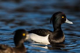 Attēlu rezultāti vaicājumam “Aythya fuligula male”