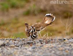 Image result for Charadrius vociferus