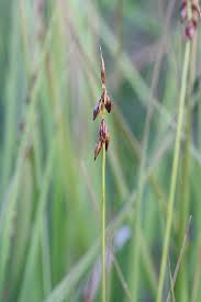 Attēlu rezultāti vaicājumam “Carex pulicaris”