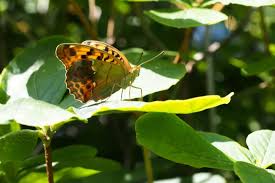 Attēlu rezultāti vaicājumam “Argynnis laodice female”