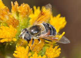 Attēlu rezultāti vaicājumam “Eristalis sp.”