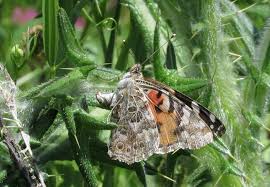 Attēlu rezultāti vaicājumam “Vanessa cardui underside”