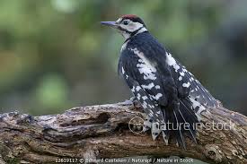 Attēlu rezultāti vaicājumam “Dendrocopos major juvenile”