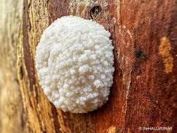 Attēlu rezultāti vaicājumam “Lignydium muscorum young”