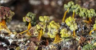 Attēlu rezultāti vaicājumam “Physarum globuliferum young”