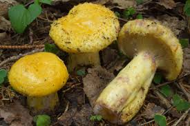 Attēlu rezultāti vaicājumam “Lactarius repraesentaneus”