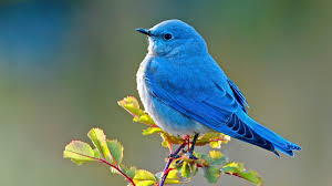 Image result for Bird