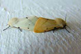 Attēlu rezultāti vaicājumam “Spilosoma lutea imago”