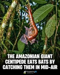 Attēlu rezultāti vaicājumam “Langermania gigantea”