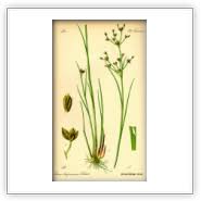 Attēlu rezultāti vaicājumam “Juncus articulatus”