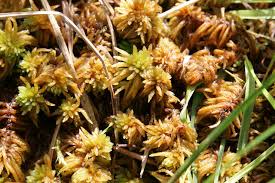 Attēlu rezultāti vaicājumam “Sphagnum teres”