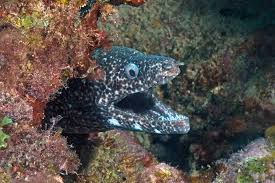 Image result for Gymnothorax moringa