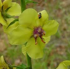 Attēlu rezultāti vaicājumam “Verbascum blattaria flower”