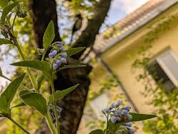 Attēlu rezultāti vaicājumam “Symphytum asperum”