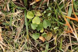 Attēlu rezultāti vaicājumam “Viola rupestris leaf”