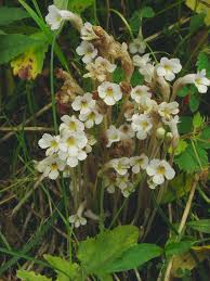 Attēlu rezultāti vaicājumam “Plantago uniflora flower”