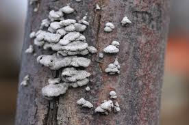 Attēlu rezultāti vaicājumam “Schizophyllum commune”