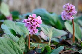 Attēlu rezultāti vaicājumam “Bergenia crassifolia flower”