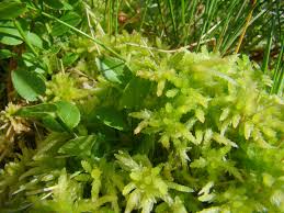 Attēlu rezultāti vaicājumam “Sphagnum centrale”