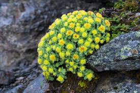 Attēlu rezultāti vaicājumam “Rhodiola rosea flower”