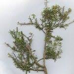 Attēlu rezultāti vaicājumam “Lepidium densiflorum fruit”