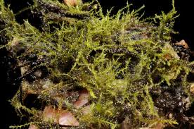 Attēlu rezultāti vaicājumam “Blepharostoma trichophyllum”