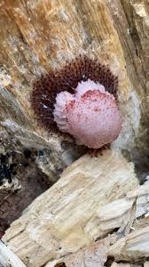 Attēlu rezultāti vaicājumam “Stemonitis fusca”