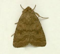 Attēlu rezultāti vaicājumam “Rusina ferruginea female”