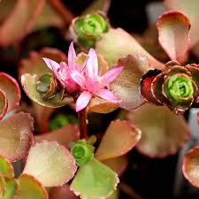 Attēlu rezultāti vaicājumam “Sedum pallidum flower”