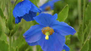 Image result for Scheinmohn blau