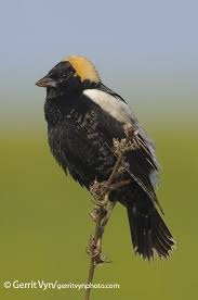 Image result for Dolichonyx oryzivorus