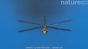 Attēlu rezultāti vaicājumam “Aeshna juncea male”