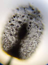 Attēlu rezultāti vaicājumam “Comatricha meandrispora macro”