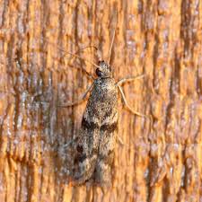 Attēlu rezultāti vaicājumam “Zophodia grossulariella”