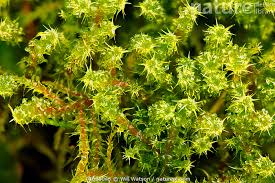 Attēlu rezultāti vaicājumam “Rhytidiadelphus”