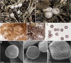 Attēlu rezultāti vaicājumam “Diderma tigrinum spores”
