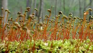 Attēlu rezultāti vaicājumam “Sciuro-hypnum curtum sporophyte”