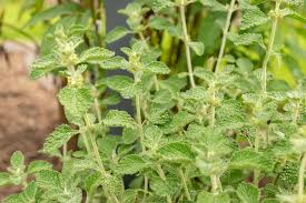 Image result for Marrubium vulgare