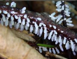 Attēlu rezultāti vaicājumam “Diachea muscorum macro”