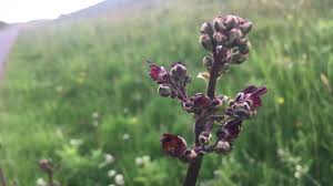 Attēlu rezultāti vaicājumam “Scrophularia umbrosa”
