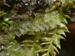 Attēlu rezultāti vaicājumam “Lophocolea bidentata”