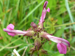 Attēlu rezultāti vaicājumam “Pedicularis palustris flower”