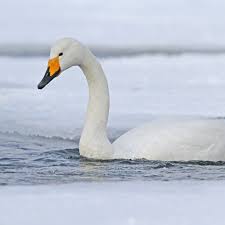 Attēlu rezultāti vaicājumam “Cygnus cygnus adult”