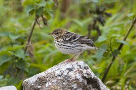 Image result for Anthus gustavi