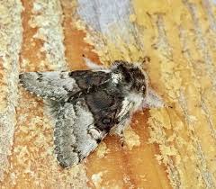 Attēlu rezultāti vaicājumam “Panolis umbra”