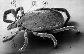 Attēlu rezultāti vaicājumam “Ixodes male”